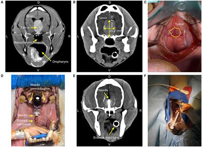 Case Report: Radioactive Holmium-166 Microspheres for the Intratumoral Treatment of a Canine Pituitary Tumor